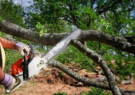 Best Tree Health Inspection  in Temelec, CA